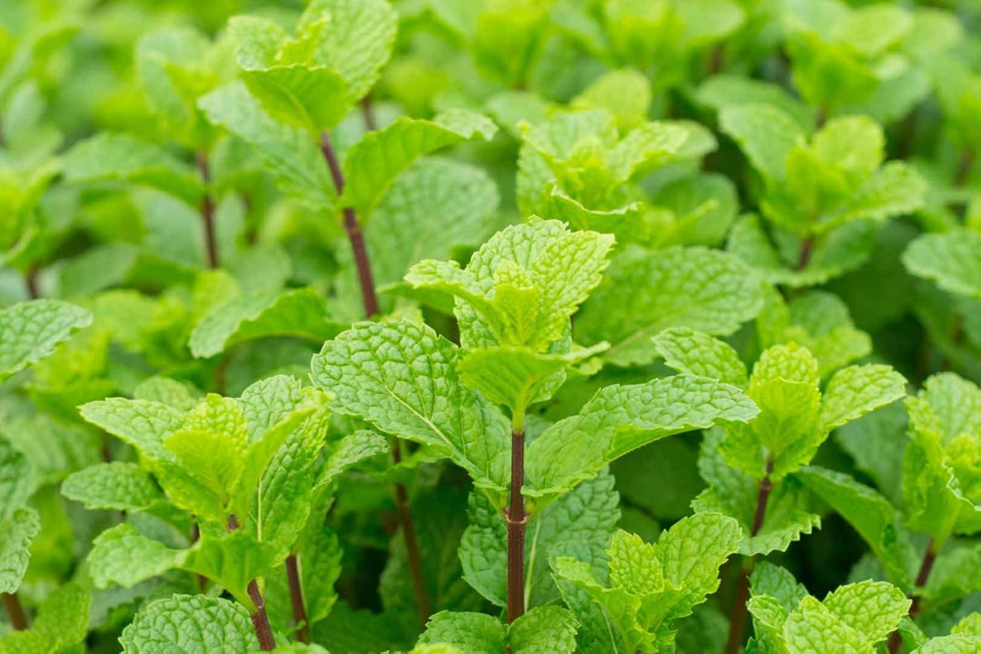 mint seeds for planting Mint Plant Seeds for Planting, 100 pcs – Beautiful Blooms, Flower Seeds – Neeraseeds