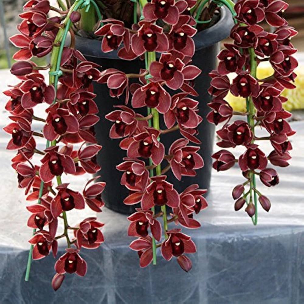 Dark Purple Dendrobium Flower Seeds for Planting - 100 pcs