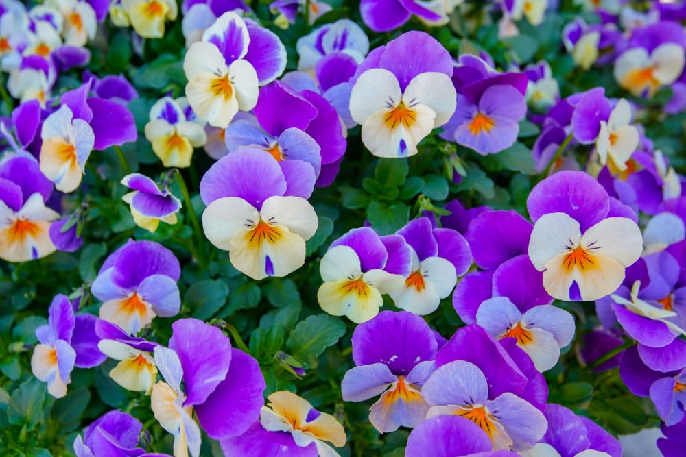 blue heavenly flower seeds