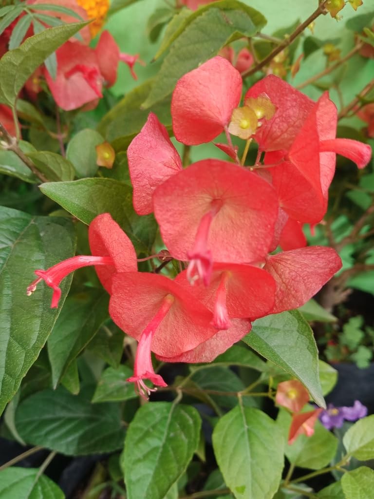 holmskioldia chinese flower seeds