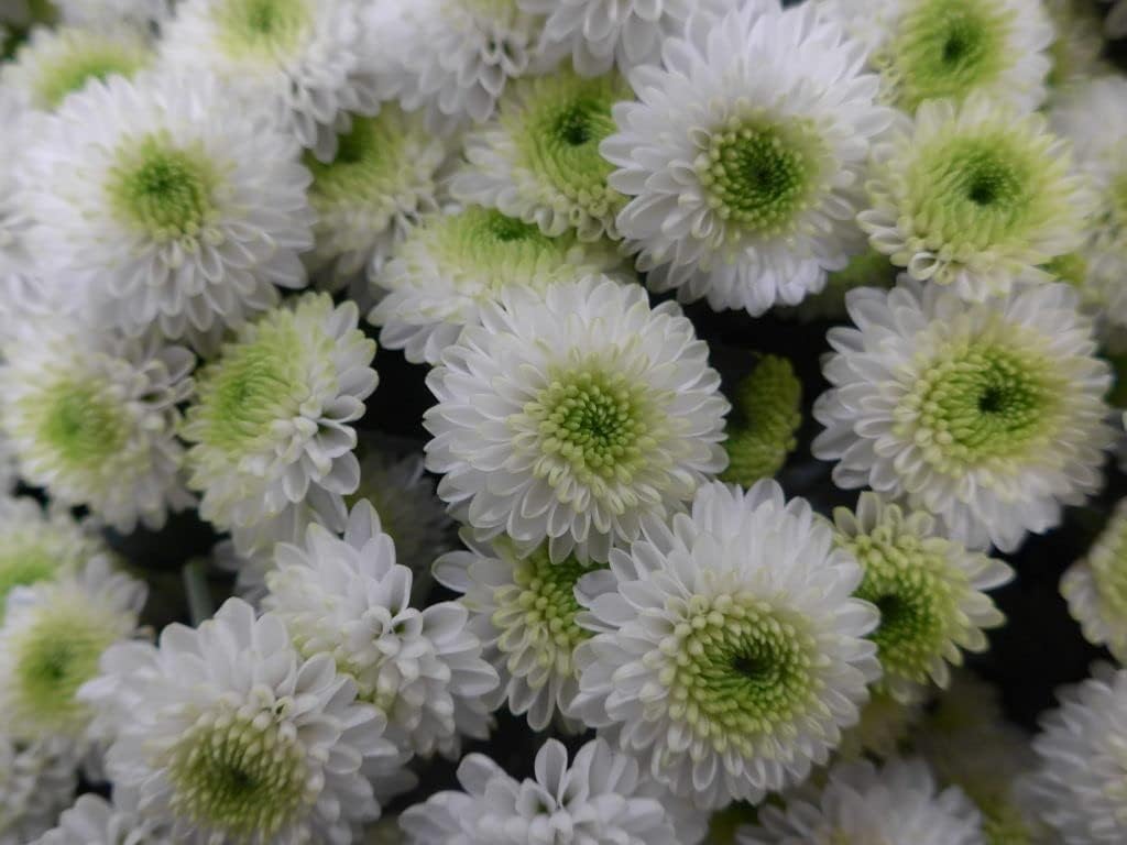 Flower Seeds, Seeds for Planting, Plant Seeds