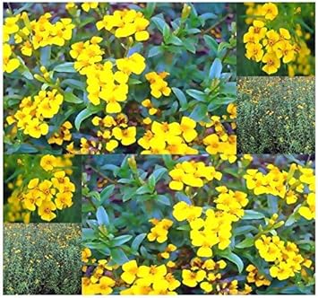 tagetes lucida flower seeds