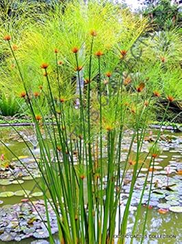 Flower Seeds, Seeds for Planting, Plant Seeds