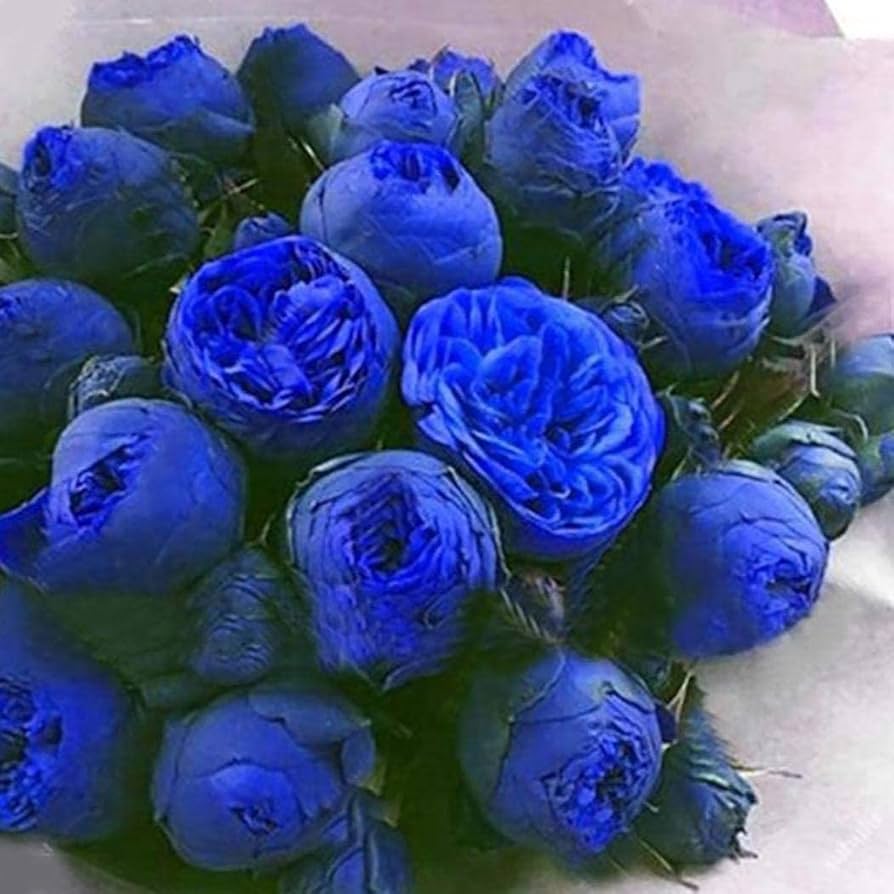 Blue Ranunculus Flower Seeds 100 pcs