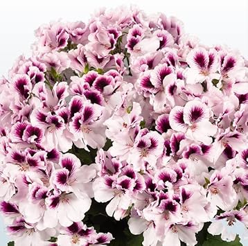 purple white flower seeds