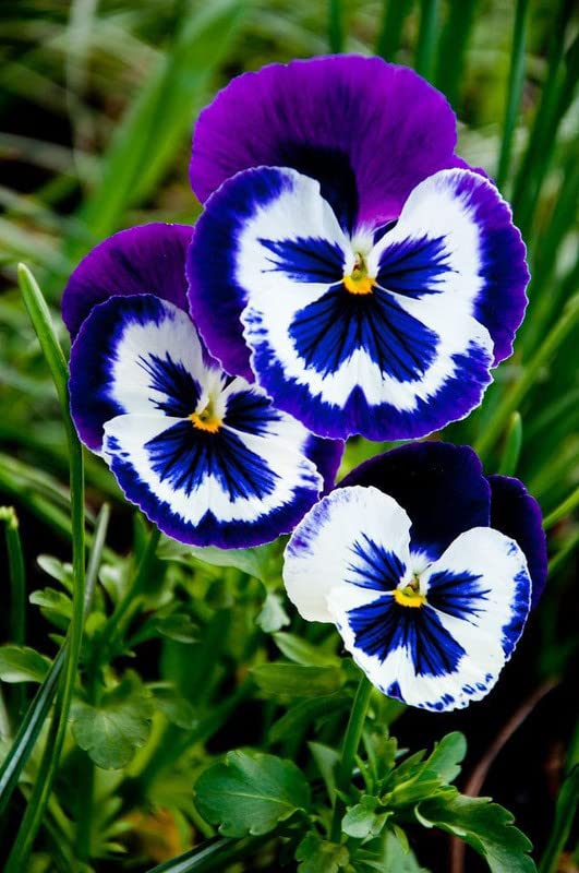 White Dark Blue Pansy Flower Seeds for Planting - 100 pcs