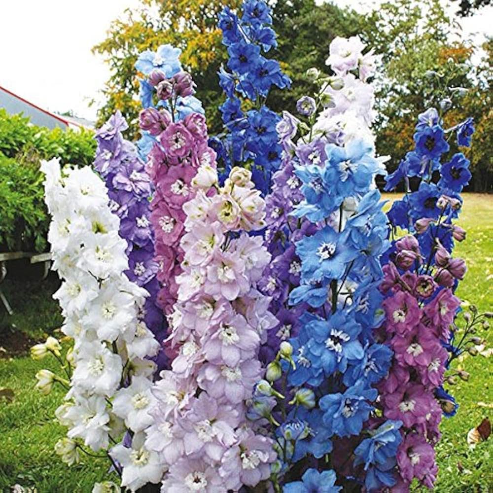 delphinium delphinium flower seeds