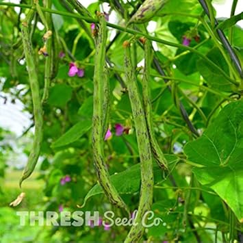 Rattlesnake Beans Vegetable Seeds for Planting