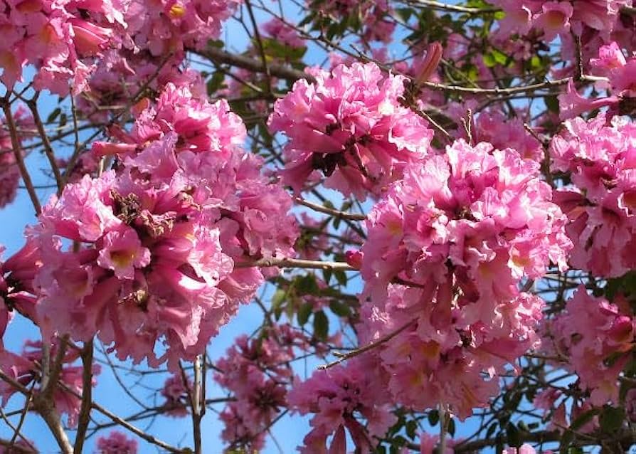 pink jacaranda flower seeds