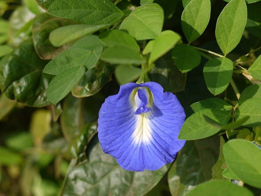 fibigia fibigia flower seeds