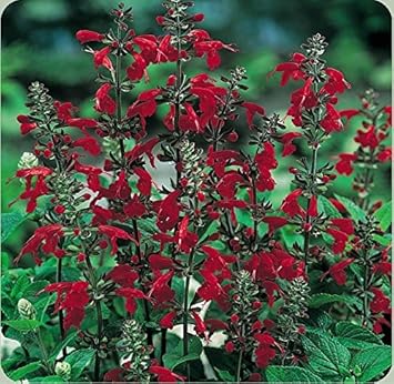 Deep Red Scarlet Sage Flower Seeds