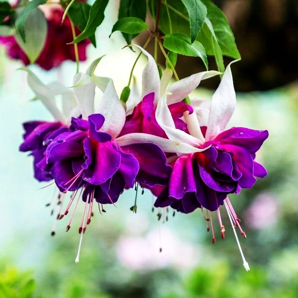 White Purple Fuchsia Flower Seeds for Planting 100 pcs