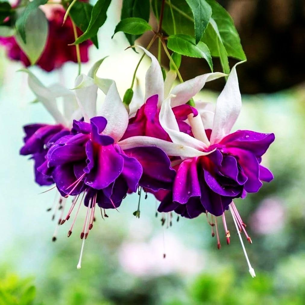 fuchsia plant seeds online White Purple Fuchsia Flower Seeds for Planting – Heirloom, Non-GMO, Organic Garden Seeds with High Germination