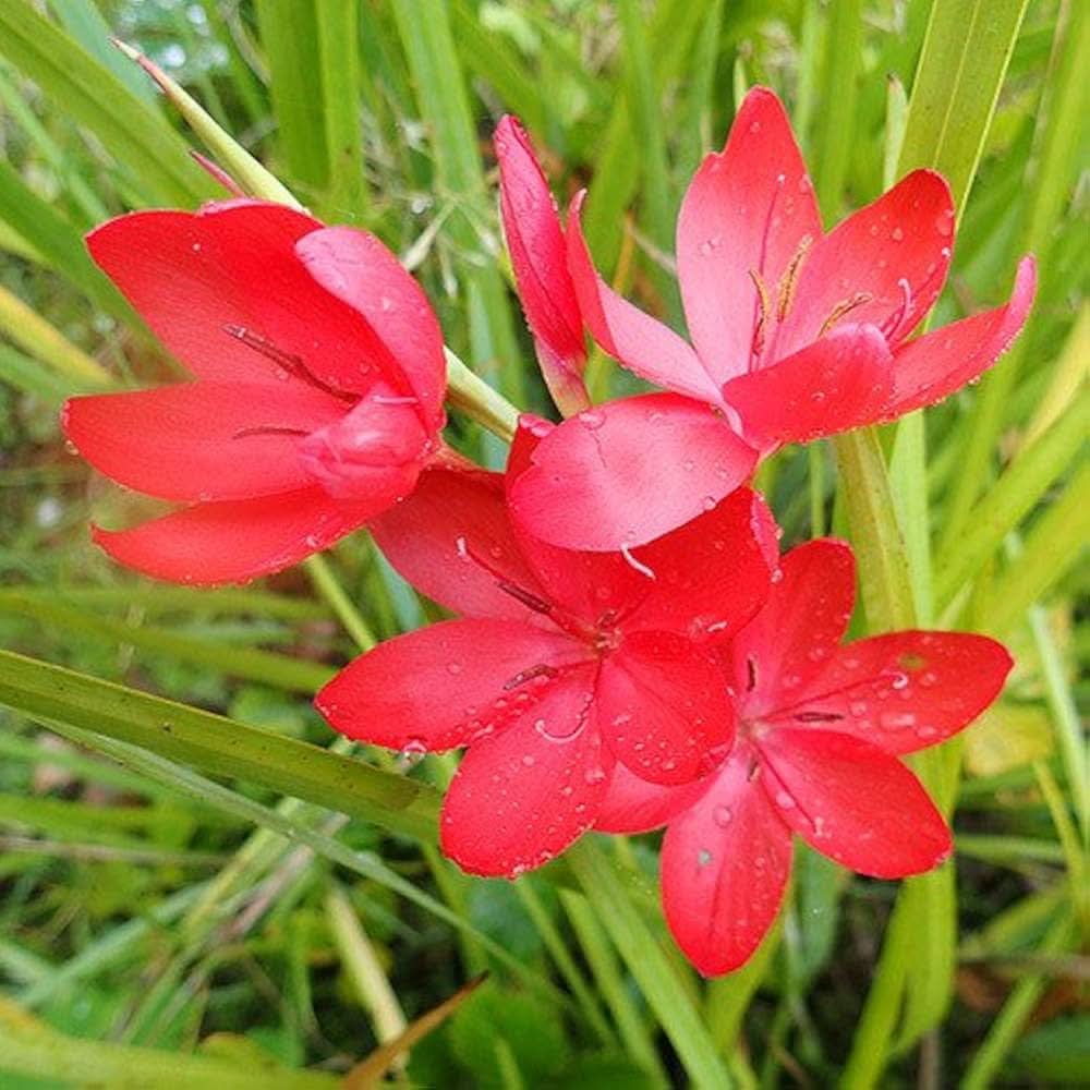 schizostylis coccinea flower seeds