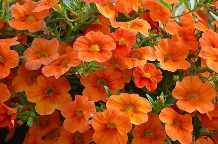 Fresh Petunia Flower Seeds for Planting, Orange 100 pcs