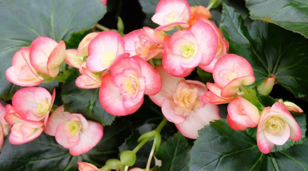 red white flower seeds