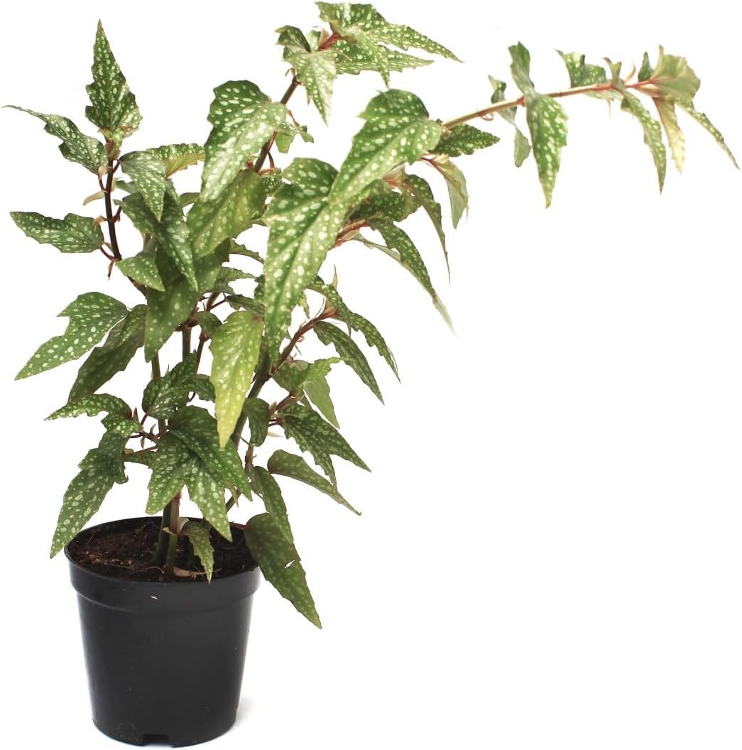 begonia maculata flower seeds
