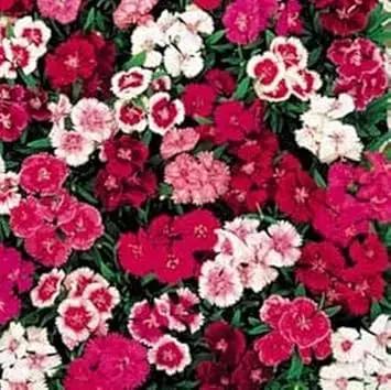 mixed dianthus flower seeds