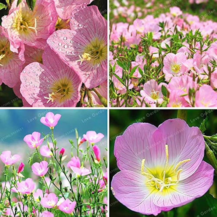 Blandede Oenothera Biennis blomsterfrø til udplantning - 100 stk