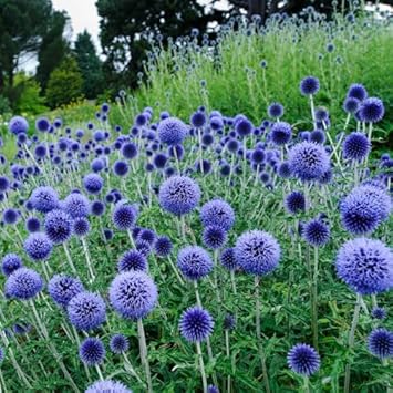 echinops ritro flower seeds