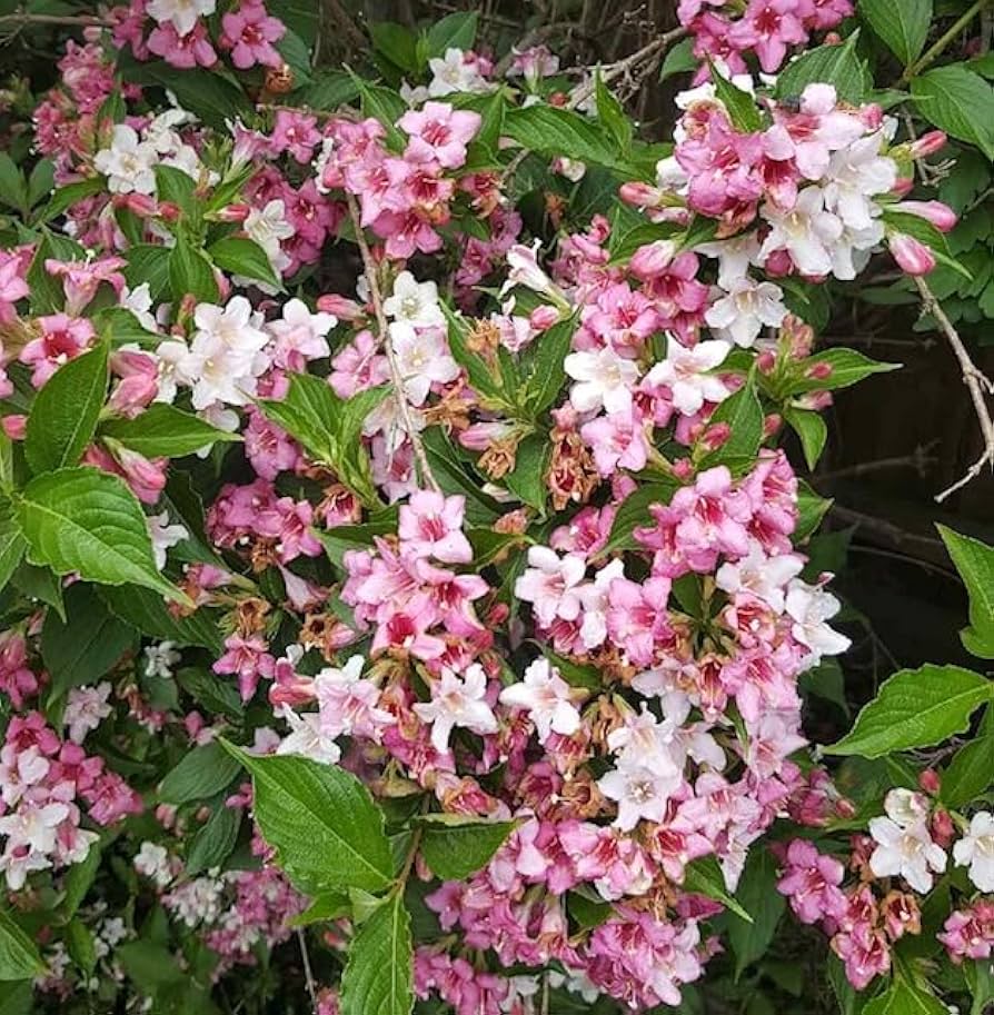 Mixed Weigela Flower Seeds 100 pcs