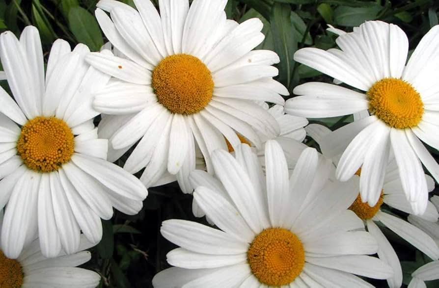 daisy lion flower seeds