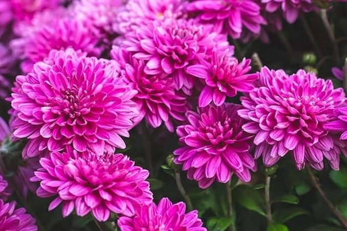 Organic Chrysanthemum Flower Seeds for Planting, Purple Shade – Heirloom, Non-GMO