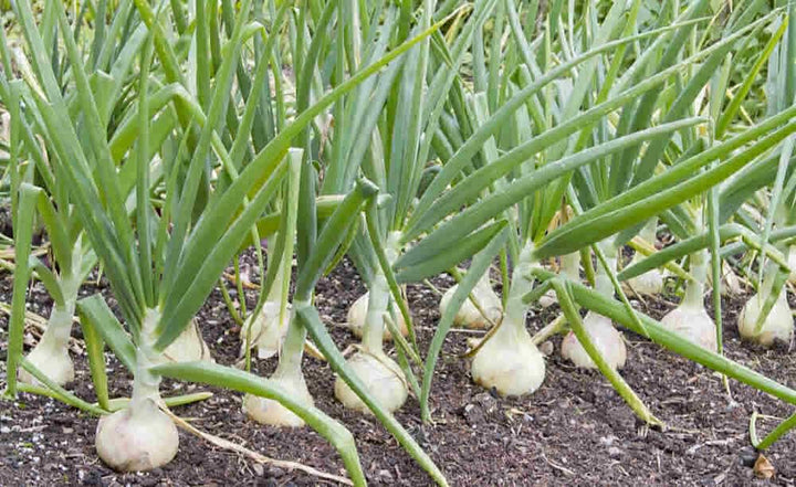 Green Spring Onions (Scallions)  Vegetable Seeds for Planting - 100 pcs