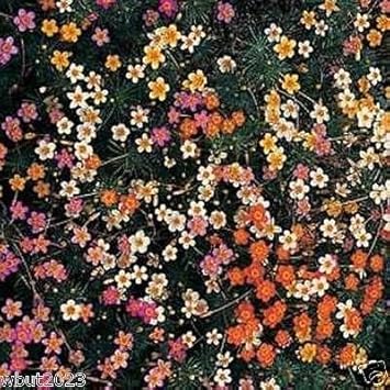mix leptosiphon flower seeds