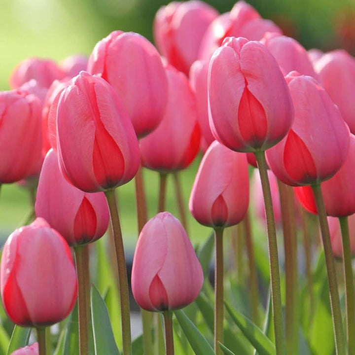 Red Pink Tulip Flower Seeds – Heirloom Non-GMO High Germination Organic Garden Seeds for Planting