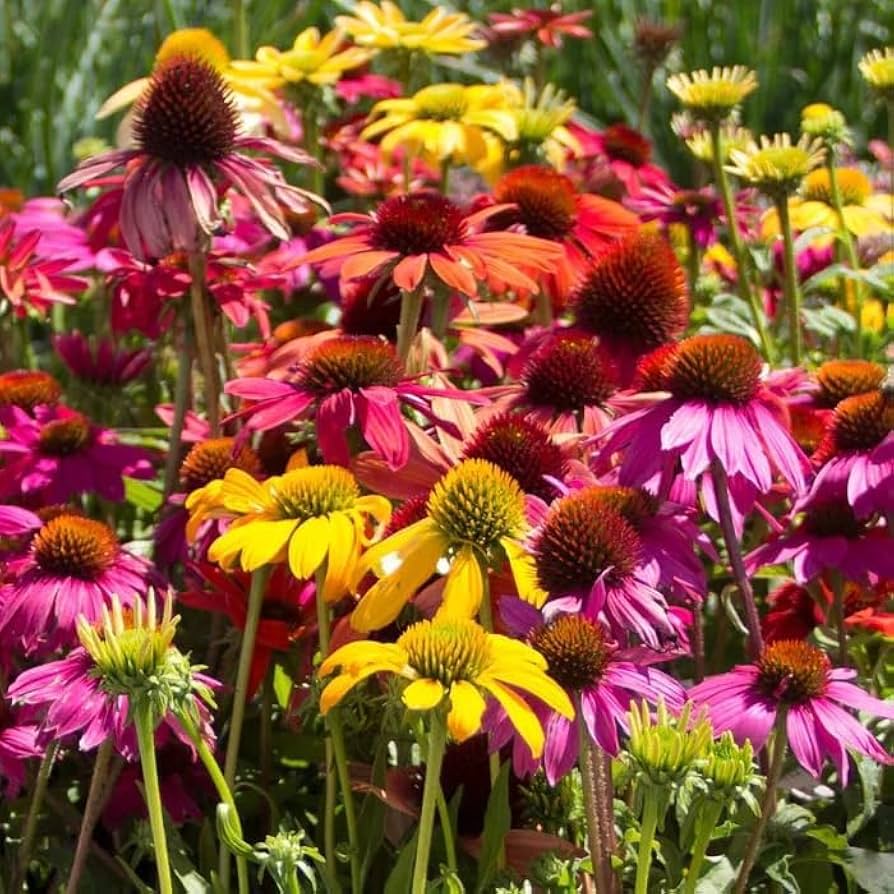 echinacea purpurea flower seeds