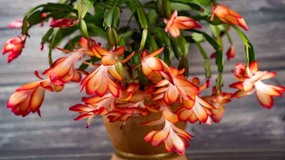 Orange Schlumbergera Plant Seeds for Planting – Heirloom, Non-GMO, High Germination Christmas Cactus Seeds