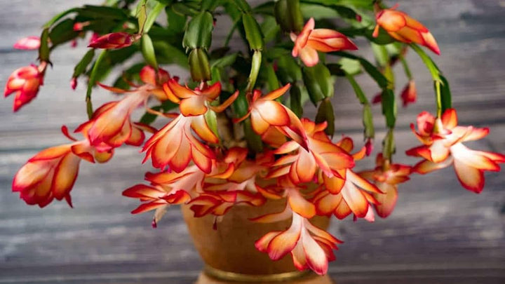 Orange Schlumbergera Plant Seeds for Planting – Heirloom, Non-GMO, High Germination Christmas Cactus Seeds