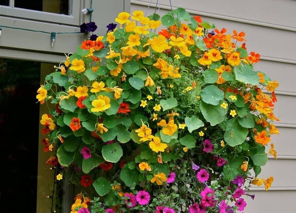 Heirloom Non-GMO Nasturtium Flower Seeds for Planting – Mixed Color Edible Blooms Organic Garden Seeds