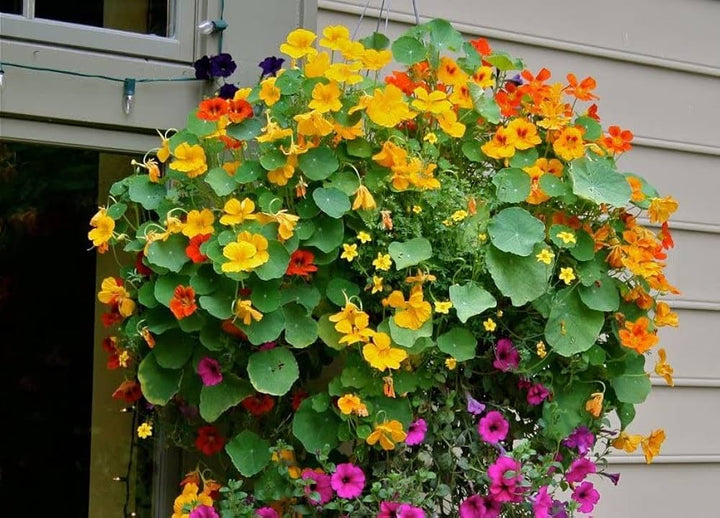 Heirloom Non-GMO Nasturtium Flower Seeds for Planting – Mixed Color Edible Blooms Organic Garden Seeds