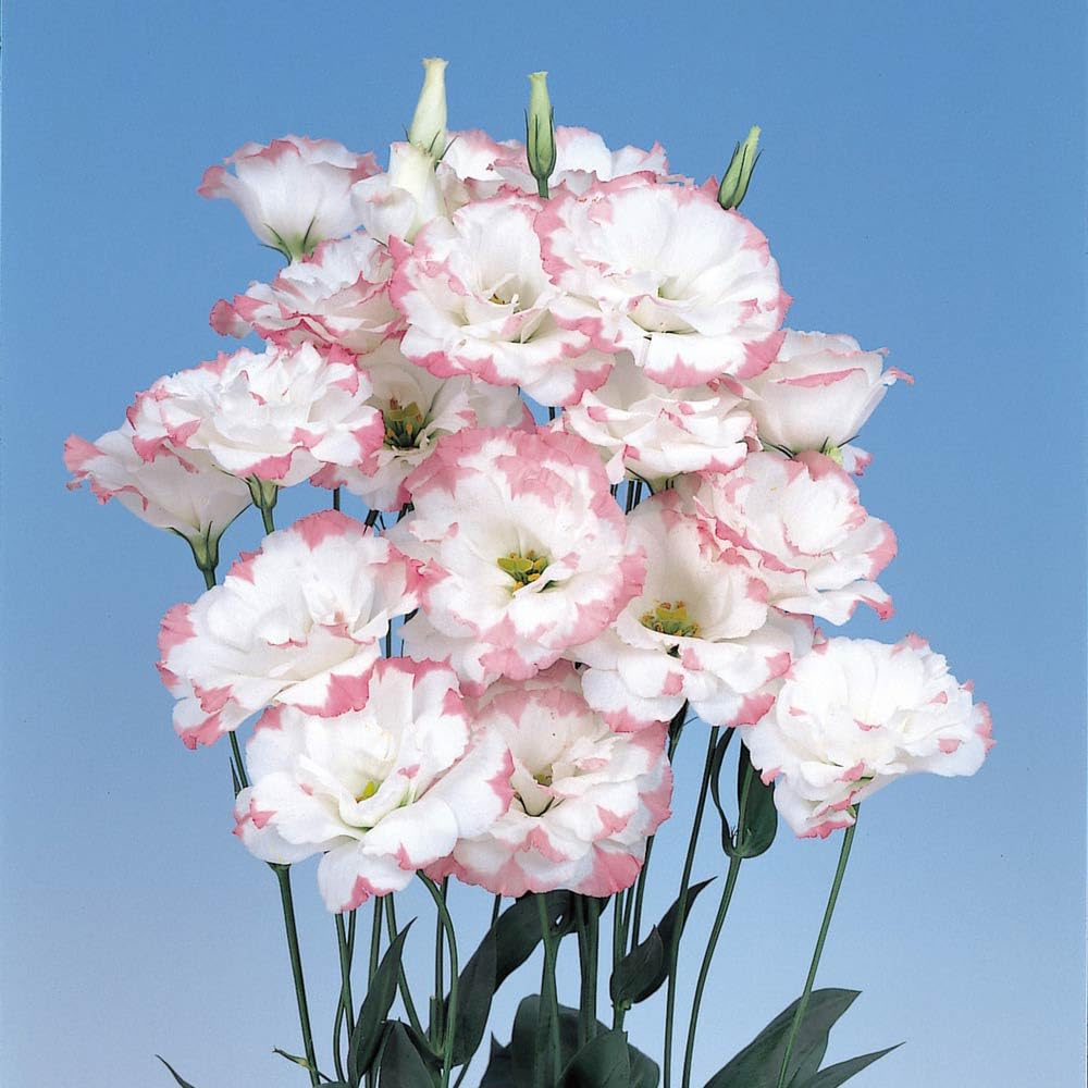 pink lisianthus flower seeds