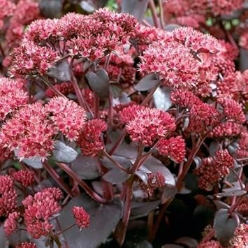 pink telephium flower seeds
