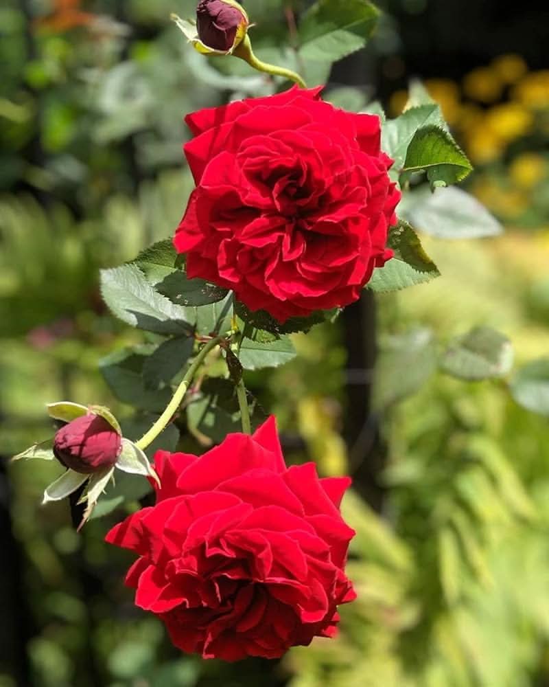 rose plant flower seeds