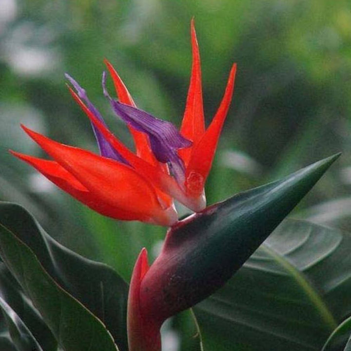 Red Strelitzia Reginae Flower Seeds for Planting – Heirloom, Non-GMO, High Germination Exotic Tropical Garden Seeds