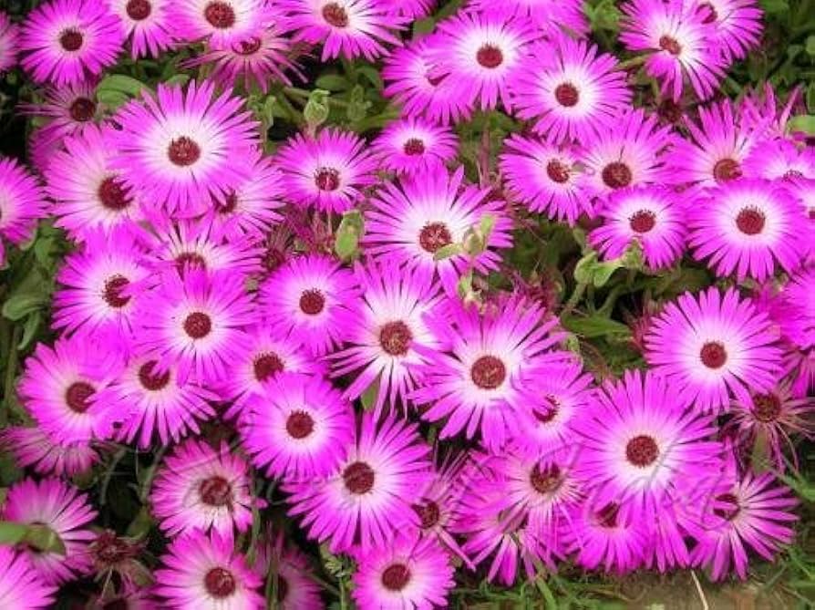 Pink Dorotheanthus Flower Seeds for Planting - 100 pcs