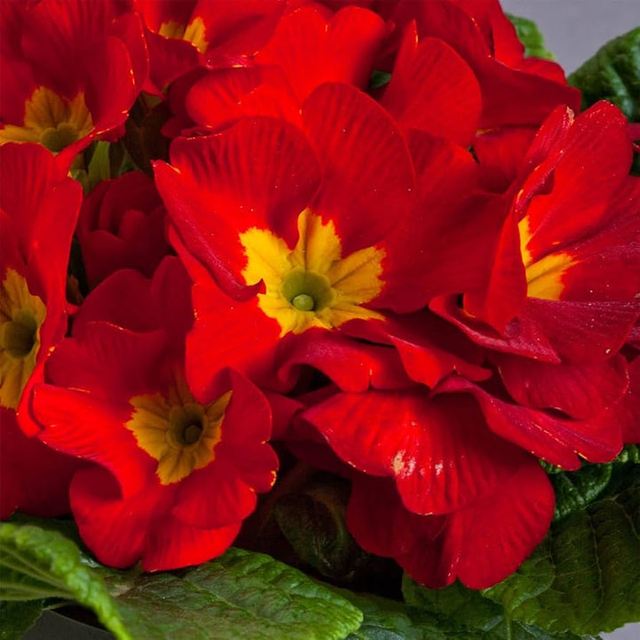 Primula Flower Seeds for Planting Red 100 pcs