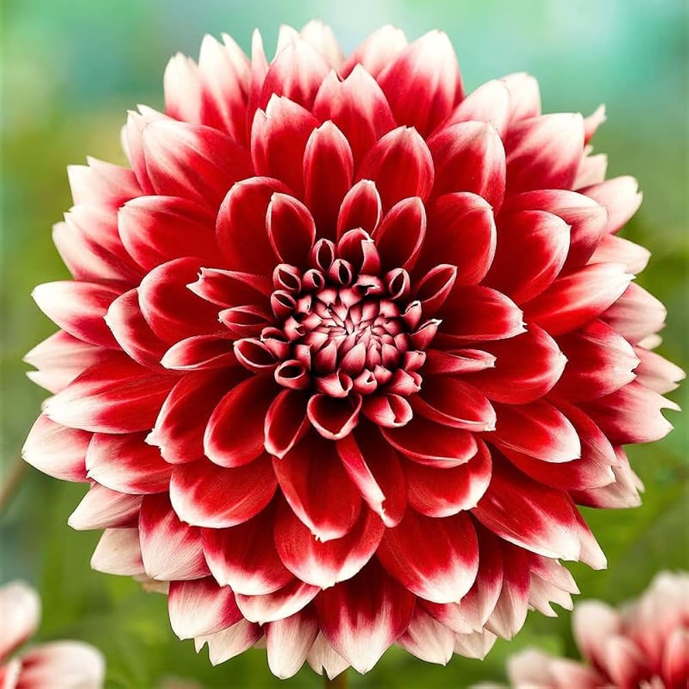 Dahlia Flower Seeds for Planting - White & Red 100 pcs