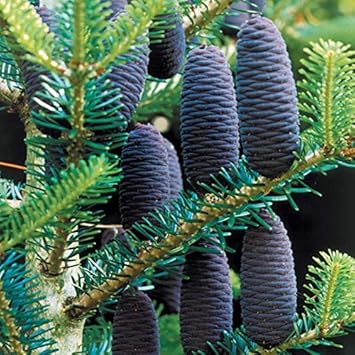 Flower Seeds, Seeds for Planting, Plant Seeds