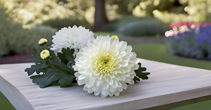 Hvid krysantemum eller Quercifolia blomsterfrø til plantning - 100 stk.