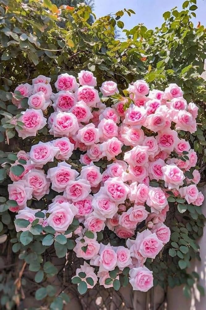 Light Pink Climbing Rose Seeds for Planting – Heirloom, Non-GMO, High Germination Organic Garden Flower Seeds