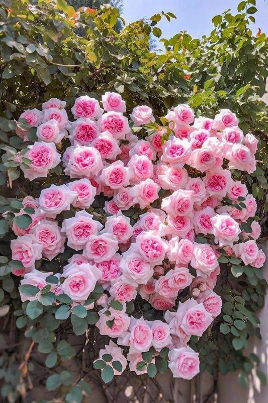 Light Pink Climbing Rose Flower Seeds for Planting - 100 pcs