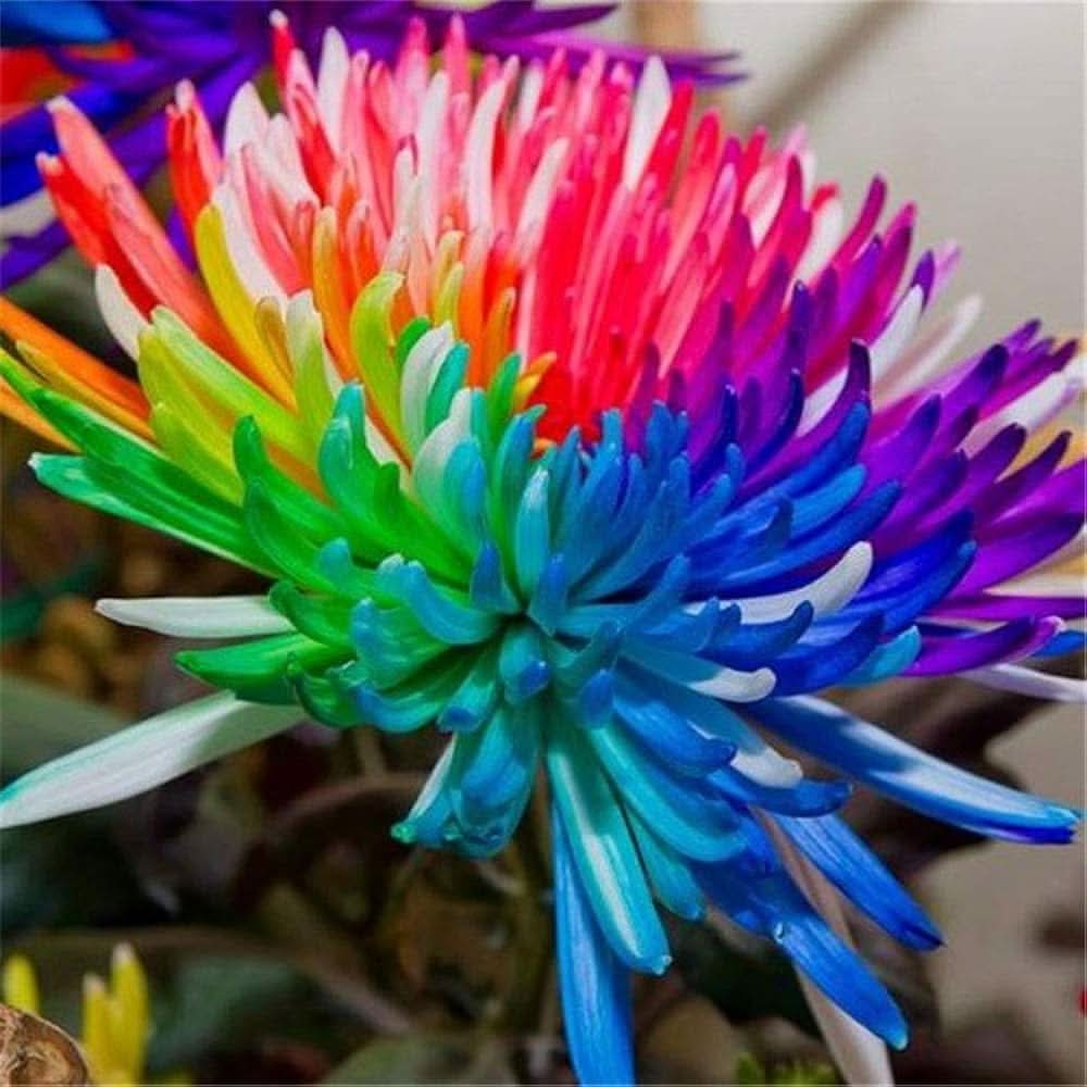 multicolored chrysanthemum flower seeds