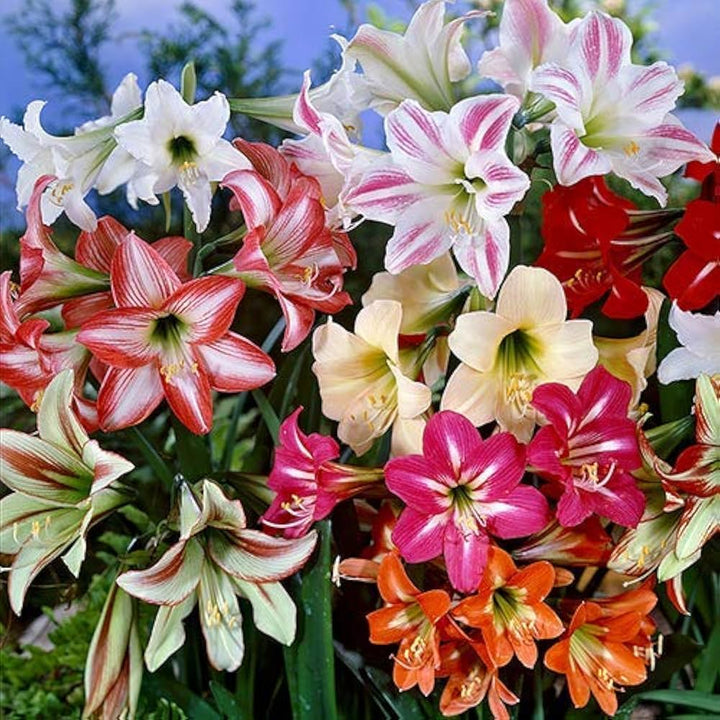 Multi-Colored Amaryllis Flower Seeds – Heirloom Non-GMO Seeds for Garden Planting
