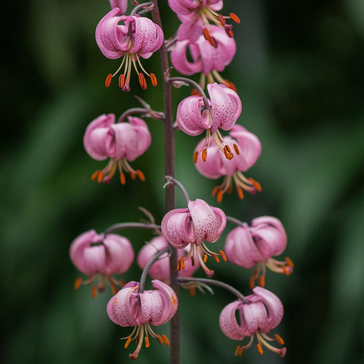 Flower Seeds, Seeds for Planting, Plant Seeds