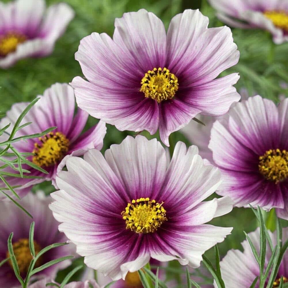 cosmos daydream flower seeds